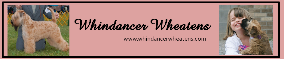 Whindancer Wheatens